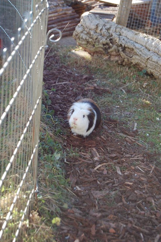 meerschweinchen 2