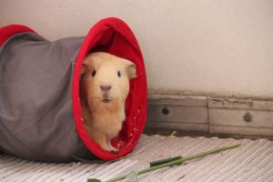 E. Cuniculi beim Meerschweinchen