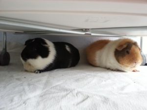 frei-in-der-wohnung