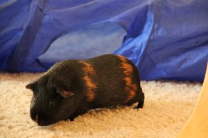 img_0307ddudc