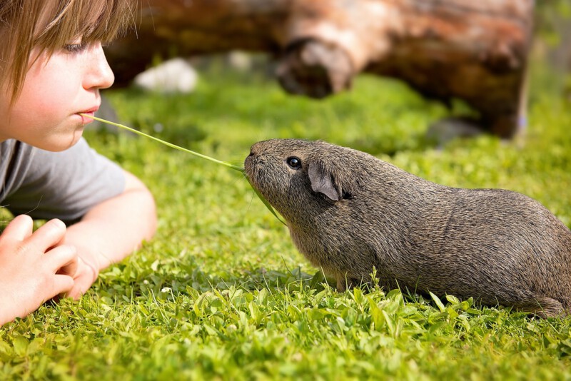 meerschweinchen kind